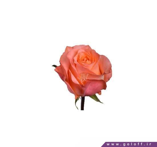 گل رز هلندی کرال ریف - Rose | گل آف